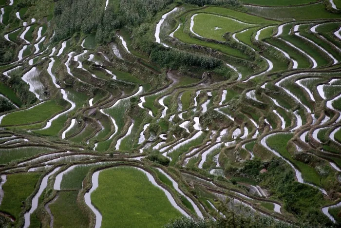 Framed Print : Green Rice Fields Print, Yuanyang, China Framed Print : Green Rice Fields Print, Yuanyang, China
