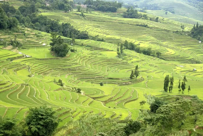 Framed Print : Green Rice Fields Print, Yuanyang, China Framed Print : Green Rice Fields Print, Yuanyang, China