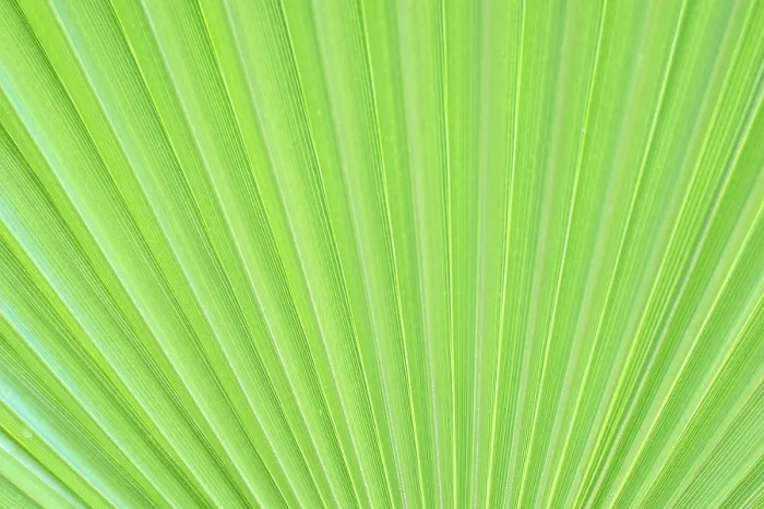 Framed Print : Green texture of palm leaf Print from imageBROKER Framed Print : Green texture of palm leaf Print from imageBROKER