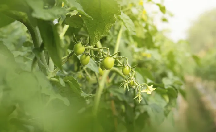 Framed Print : Green Tomatoes on the Vine Print Framed Print : Green Tomatoes on the Vine Print