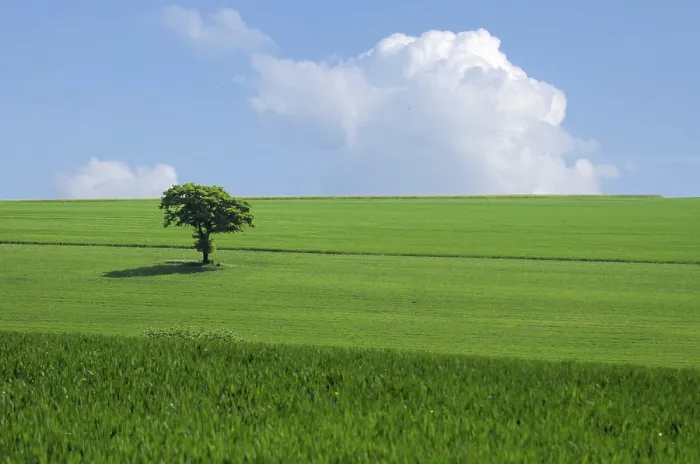 Framed Print : The Green Tree in the Fields Print Framed Print : The Green Tree in the Fields Print