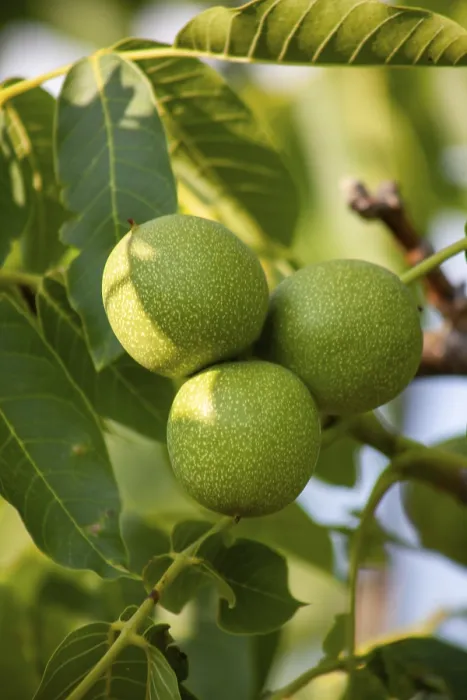 Framed Print : Green Walnuts Close-up Print Framed Print : Green Walnuts Close-up Print