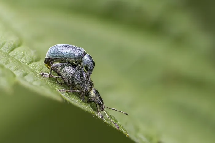 Framed Print : Green Weevils Print Framed Print : Green Weevils Print
