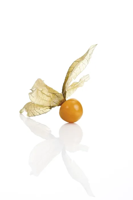 Framed Print : Ground Cherry Print (Physalis) Framed Print : Ground Cherry Print (Physalis)