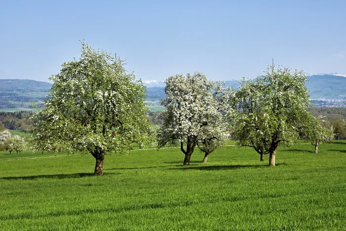Framed Print : Pear Blossoms Print, Switzerland Framed Print : Pear Blossoms Print, Switzerland