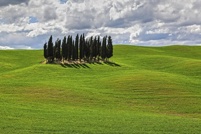 Framed Print : Val d'Orcia Print: Group of Cypresses in Cornfield Framed Print : Val d'Orcia Print: Group of Cypresses in Cornfield