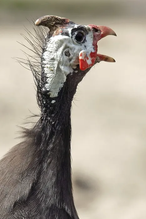 Framed Print : Guineafowl Print - Image of a Guineafowl Bird Framed Print : Guineafowl Print - Image of a Guineafowl Bird