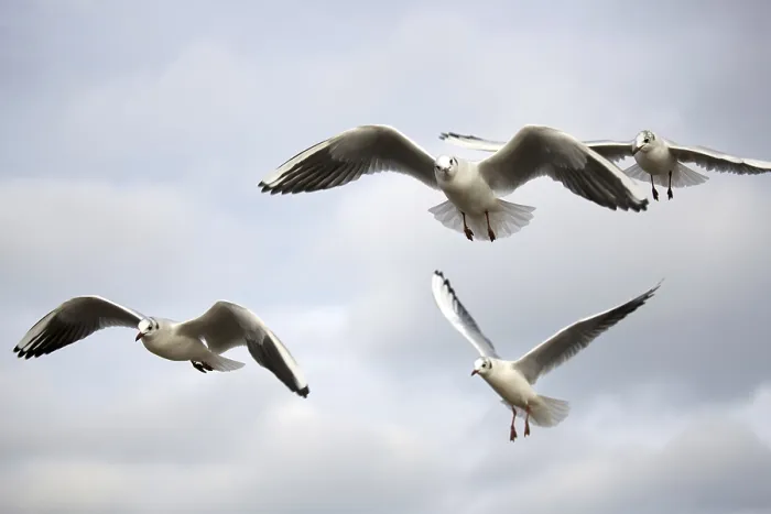 Framed Print : Gulls in Flight Wildlife Print Framed Print : Gulls in Flight Wildlife Print