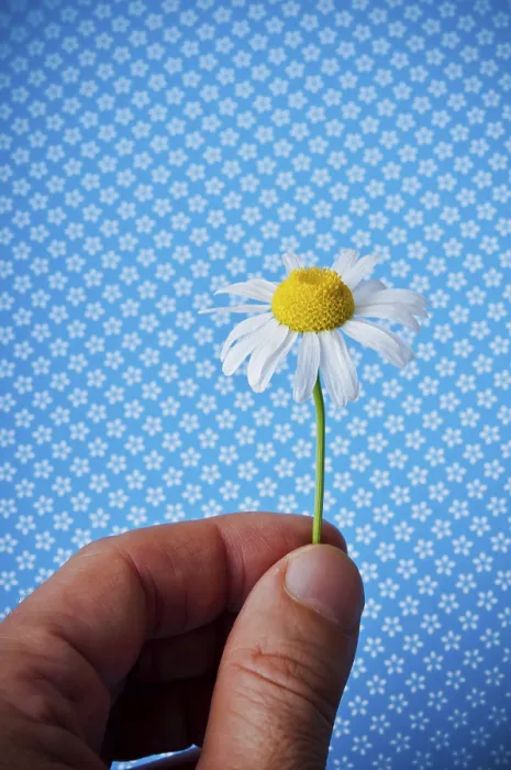 Framed Print : Delicate Daisy Print on Blue Background Framed Print : Delicate Daisy Print on Blue Background