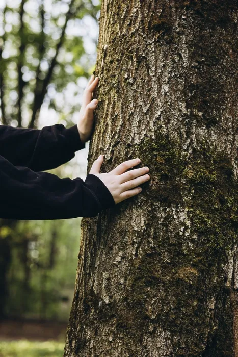 Framed Print : Hands Gently Touch the Mossy Surface of a Tree Trunk Print Framed Print : Hands Gently Touch the Mossy Surface of a Tree Trunk Print