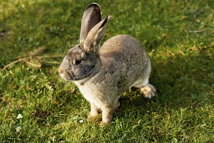 Framed Print : Happy Easter Bunny Print