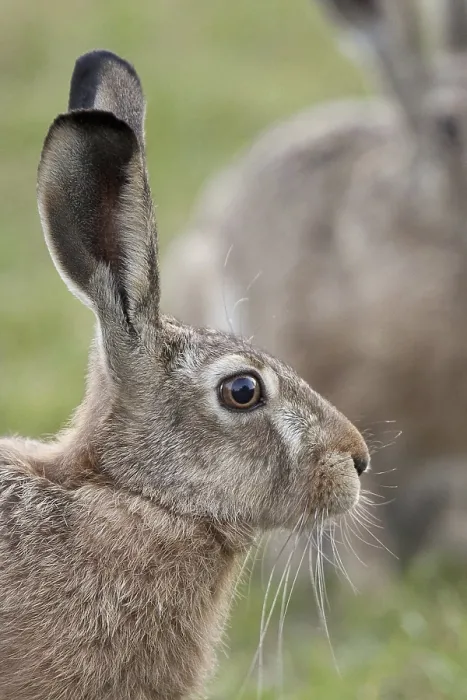 Framed Print : Hare in a Clearing Print