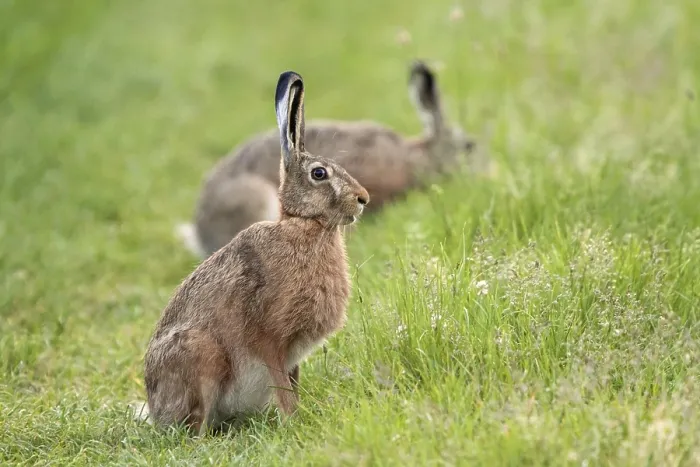 Framed Print : Wild Hare in a Clearing Print Framed Print : Wild Hare in a Clearing Print