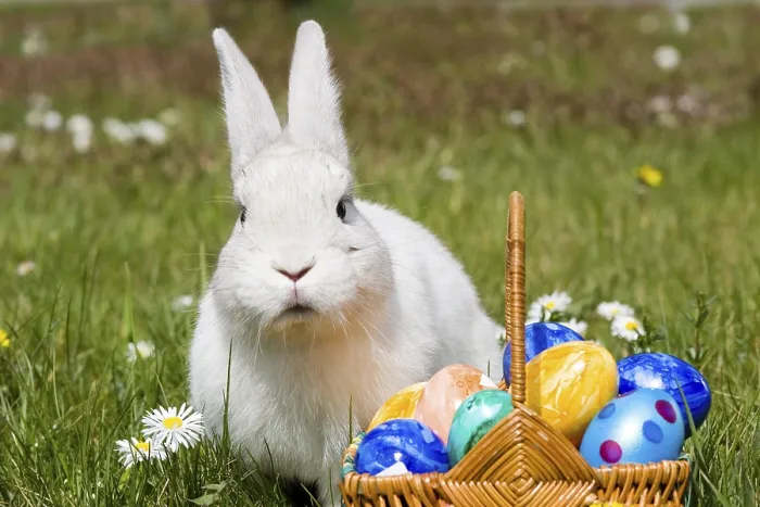 Framed Print : Hare Easter Bunny Print, Hesse, Germany