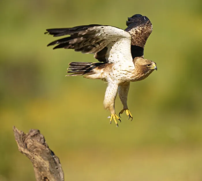 Framed Print : A Hawk Taking Off Print: Soaring from a Tree Trunk Framed Print : A Hawk Taking Off Print: Soaring from a Tree Trunk