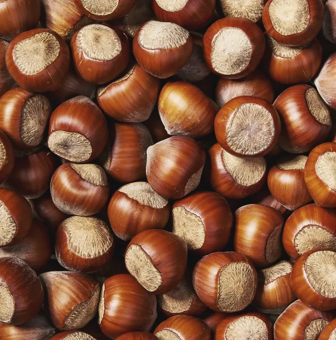 Framed Print : Hazelnut Background Close-up Print Framed Print : Hazelnut Background Close-up Print