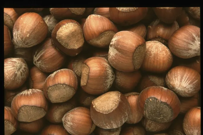 Framed Print : Hazelnuts Print - Close-up of Hazelnuts Framed Print : Hazelnuts Print - Close-up of Hazelnuts
