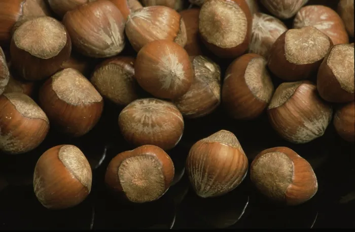Framed Print : Hazelnuts Print - Close-up of Hazelnuts Framed Print : Hazelnuts Print - Close-up of Hazelnuts