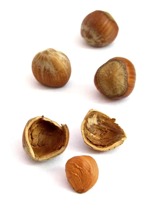 Framed Print : Hazelnuts Print - A Few Hazelnuts Framed Print : Hazelnuts Print - A Few Hazelnuts