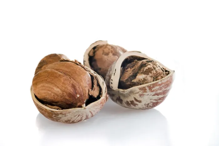 Framed Print : Hazelnuts Cracked Print on White Background