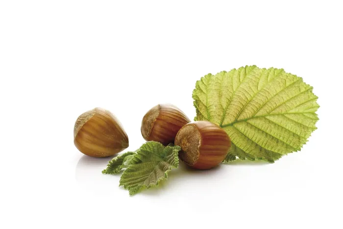 Framed Print : Hazelnuts on Hazel Leaves Print Framed Print : Hazelnuts on Hazel Leaves Print