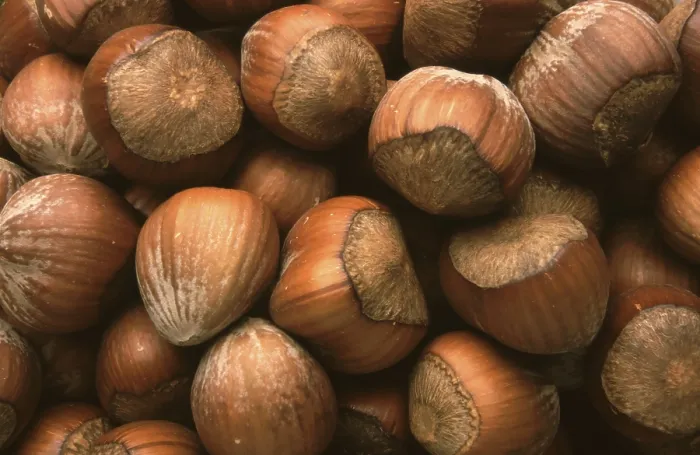 Framed Print : Hazelnuts Print by imageBROKER Framed Print : Hazelnuts Print by imageBROKER