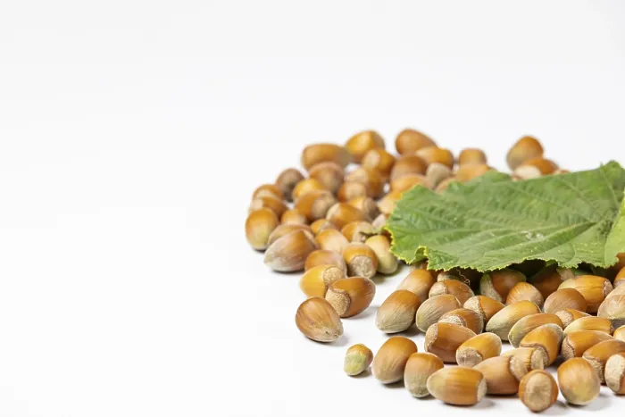 Framed Print : Hazelnuts in Shell and Leaf Print Framed Print : Hazelnuts in Shell and Leaf Print