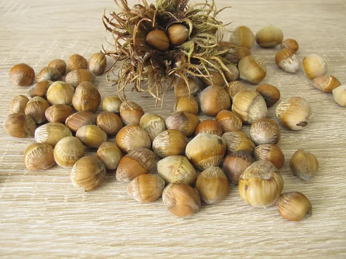 Framed Print : Hazelnuts from the Tree - Print of a Fruit Stand Framed Print : Hazelnuts from the Tree - Print of a Fruit Stand