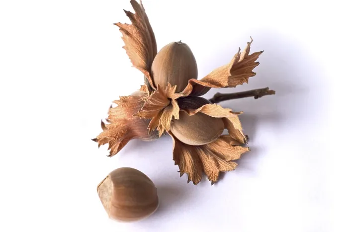 Framed Print : Hazelnuts on a Twig Print Framed Print : Hazelnuts on a Twig Print