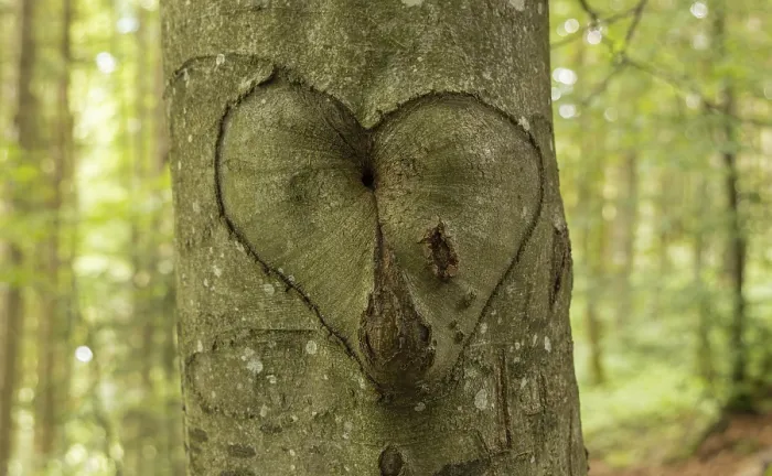 Framed Print : Heart, Beech, Memory Print Framed Print : Heart, Beech, Memory Print