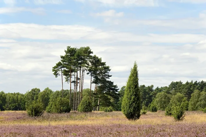 Framed Print : Heathland at Eicksberg Print, Germany Framed Print : Heathland at Eicksberg Print, Germany