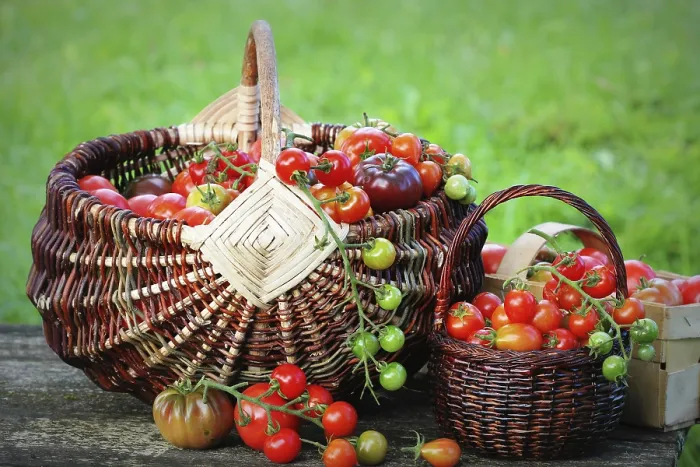 Framed Print : Heirloom Tomato Print - Colorful Harvest Framed Print : Heirloom Tomato Print - Colorful Harvest
