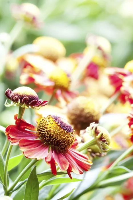 Framed Print : Helenium Flowers Print Framed Print : Helenium Flowers Print