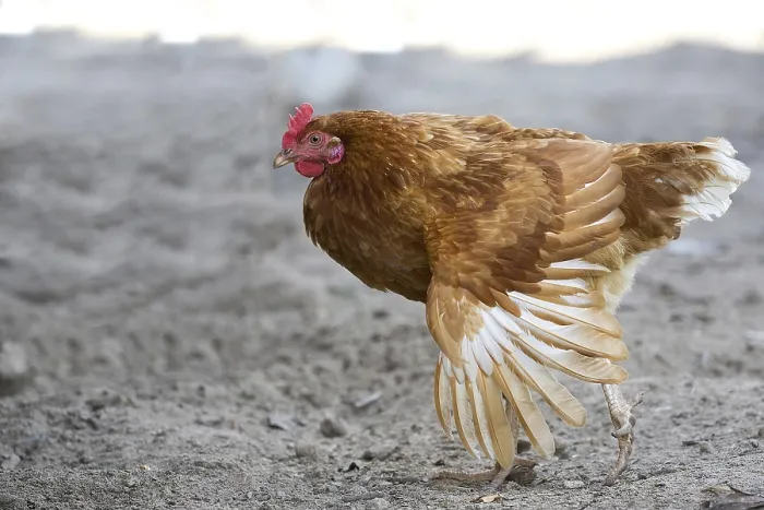 Framed Print : Hen in the Run Print Framed Print : Hen in the Run Print