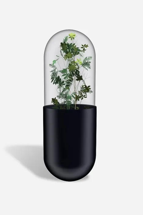 Framed Print : Herbs in Capsule Print Framed Print : Herbs in Capsule Print