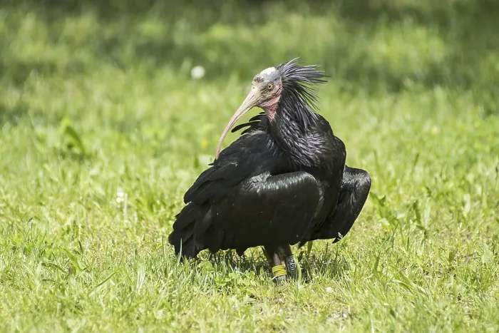 Framed Print : The Hermit ibis on the field Print