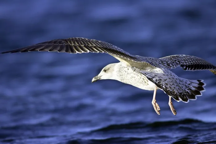 Framed Print : Herring Gull in Flight Print Framed Print : Herring Gull in Flight Print