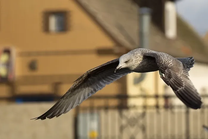 Framed Print : Herring Gull in Flight Print Framed Print : Herring Gull in Flight Print