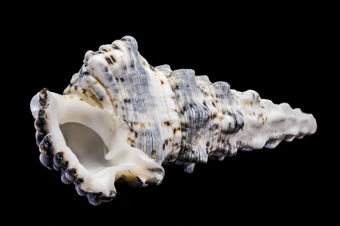 Framed Print : Hexaplex trunculus Murex Shell Print Framed Print : Hexaplex trunculus Murex Shell Print
