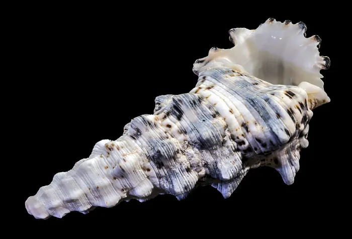 Framed Print : Hexaplex trunculus Murex Shell Print Framed Print : Hexaplex trunculus Murex Shell Print