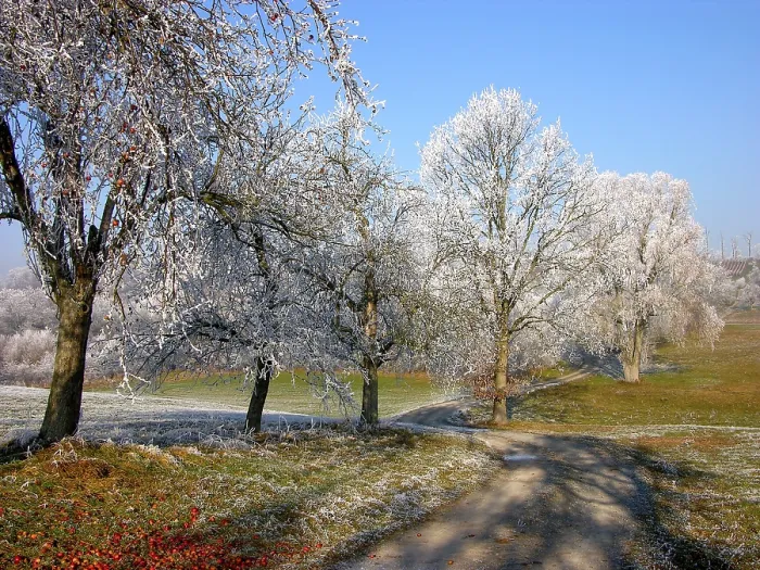 Framed Print : Hoarfrost Print - Icy Landscape Framed Print : Hoarfrost Print - Icy Landscape