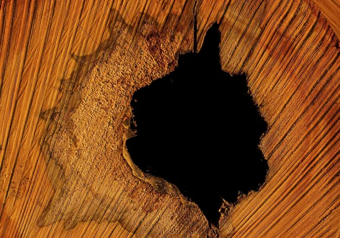 Framed Print : Hole in a beech trunk, St. Veit Print Framed Print : Hole in a beech trunk, St. Veit Print