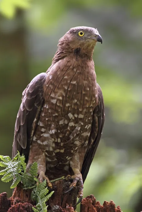 Framed Print : Honey Buzzard Print - Pernis apivorus