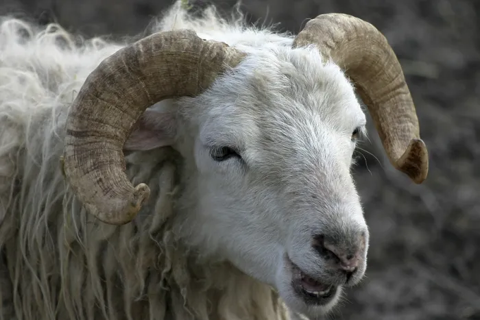 Framed Print : Horned Ram Print from imageBROKER Framed Print : Horned Ram Print from imageBROKER