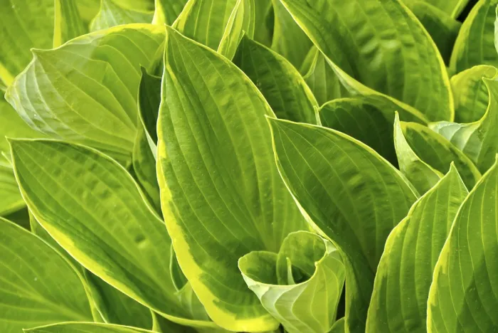 Framed Print : Hosta Print - Green Leaves and White Flowers Framed Print : Hosta Print - Green Leaves and White Flowers
