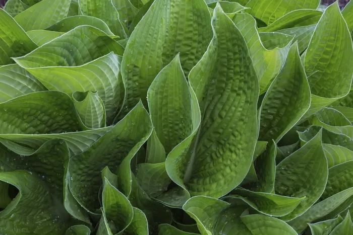 Framed Print : Hosta Leaves in Spring, Quebec Print
