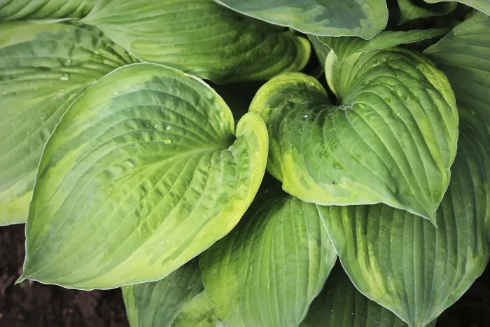 Framed Print : Hosta Leaf Print Background Wallpaper Framed Print : Hosta Leaf Print Background Wallpaper