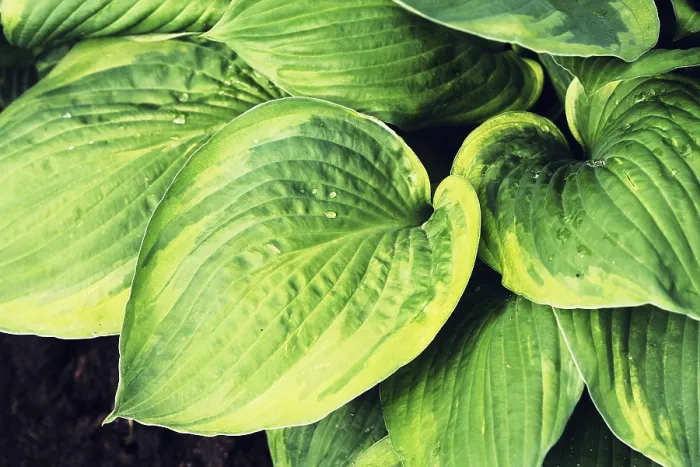 Framed Print : Hosta Leaf Print Background Wallpaper Framed Print : Hosta Leaf Print Background Wallpaper