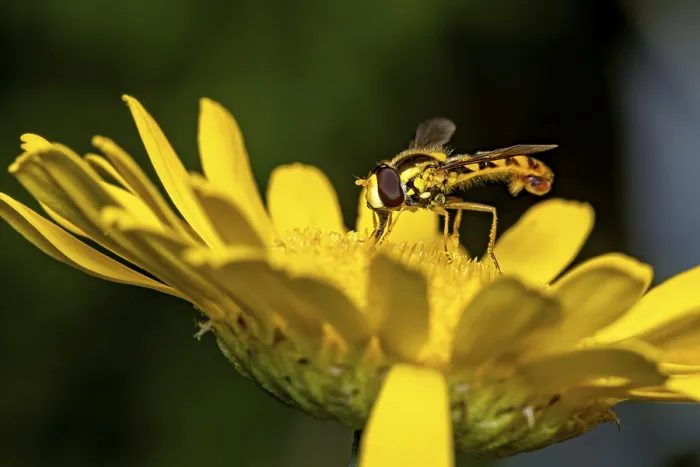 Framed Print : Macro Print of a Hoverfly on a Yellow Flower in Germany Framed Print : Macro Print of a Hoverfly on a Yellow Flower in Germany