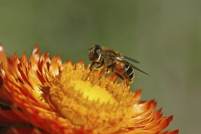 Framed Print : Hoverfly on Straw Flower Print Framed Print : Hoverfly on Straw Flower Print